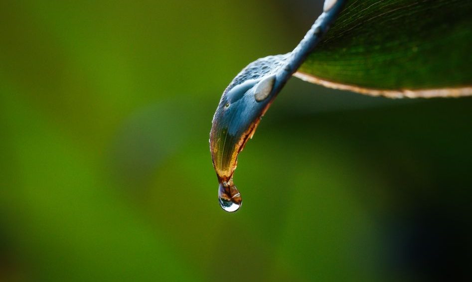 Goutte d'eau suspendue au bord d'une feuille avec un flou de fond vert.